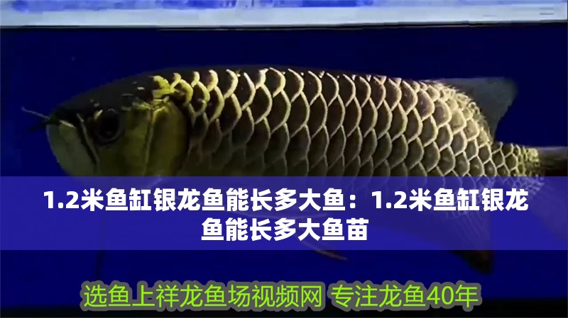 1.2米魚缸銀龍魚能長多大魚：1.2米魚缸銀龍魚能長多大魚苗