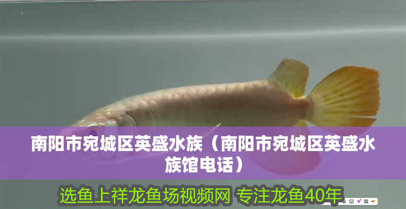南陽市宛城區英盛水族（南陽市宛城區英盛水族館電話）