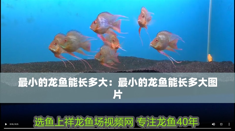 最小的龍魚能長多大：最小的龍魚能長多大圖片