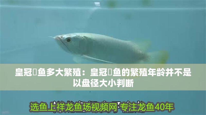 皇冠魟魚多大繁殖：皇冠魟魚的繁殖年齡并不是以盤徑大小判斷
