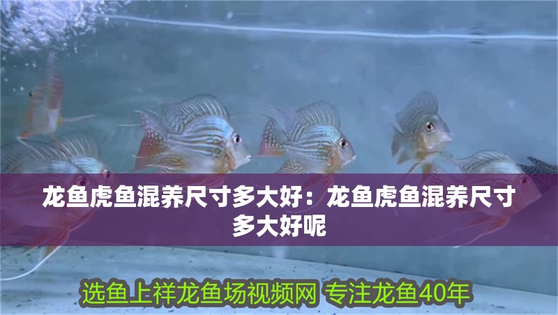 龍魚虎魚混養尺寸多大好：龍魚虎魚混養尺寸多大好呢