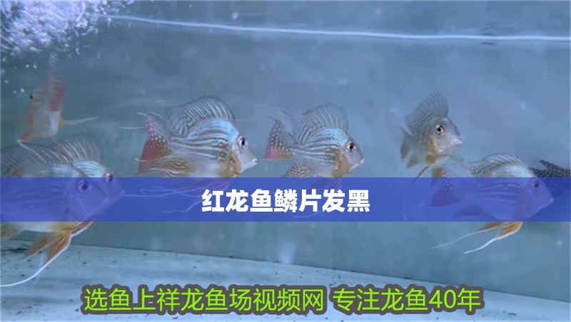 紅龍魚鱗片發(fā)黑