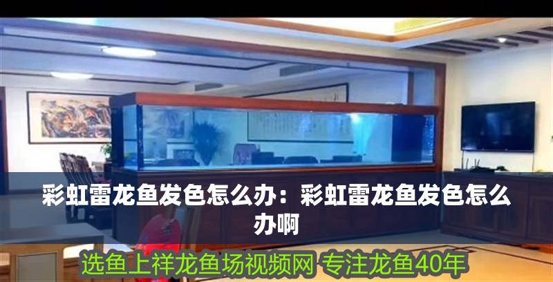 彩虹雷龍魚發色怎么辦：彩虹雷龍魚發色怎么辦啊 彩虹雷龍魚發色怎么辦：彩虹雷龍魚發色怎么辦啊 水族問答