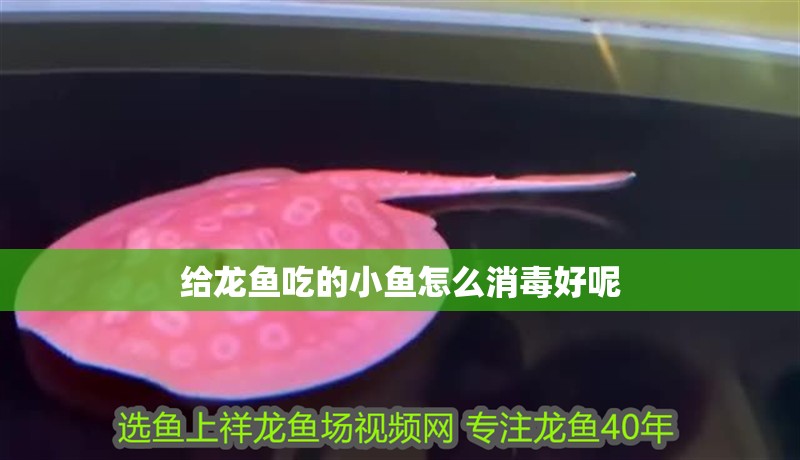 給龍魚吃的小魚怎么消毒好呢