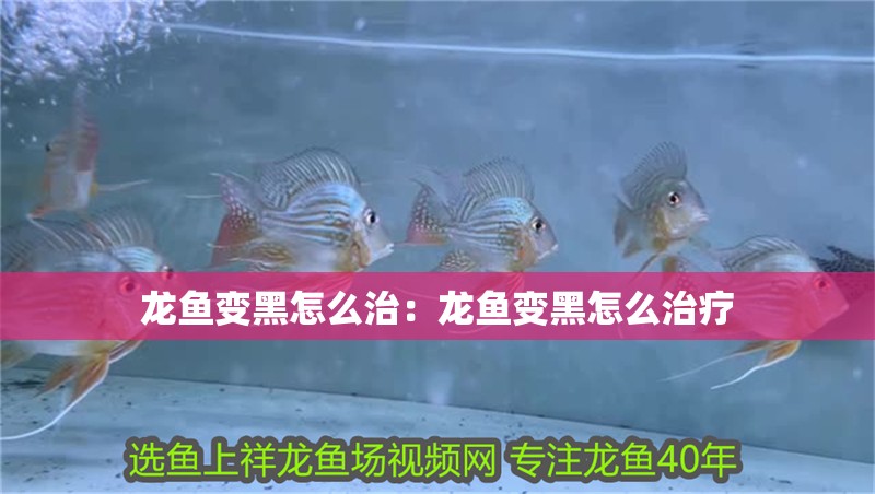 龍魚變黑怎么治：龍魚變黑怎么治療