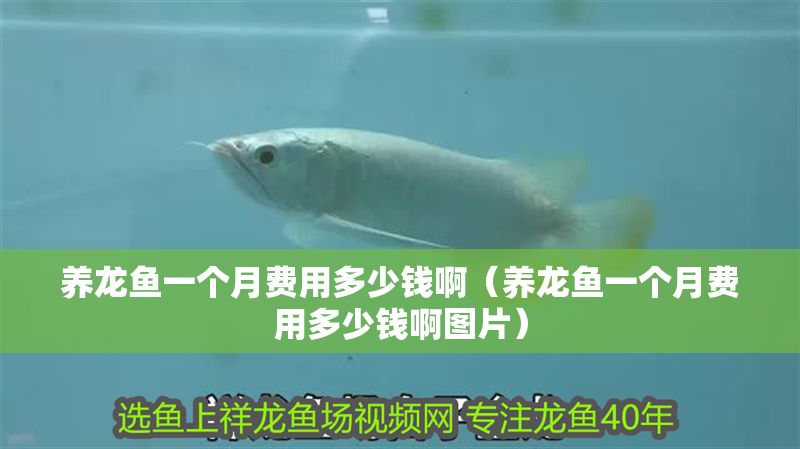 養龍魚一個月費用多少錢啊（養龍魚一個月費用多少錢啊圖片）