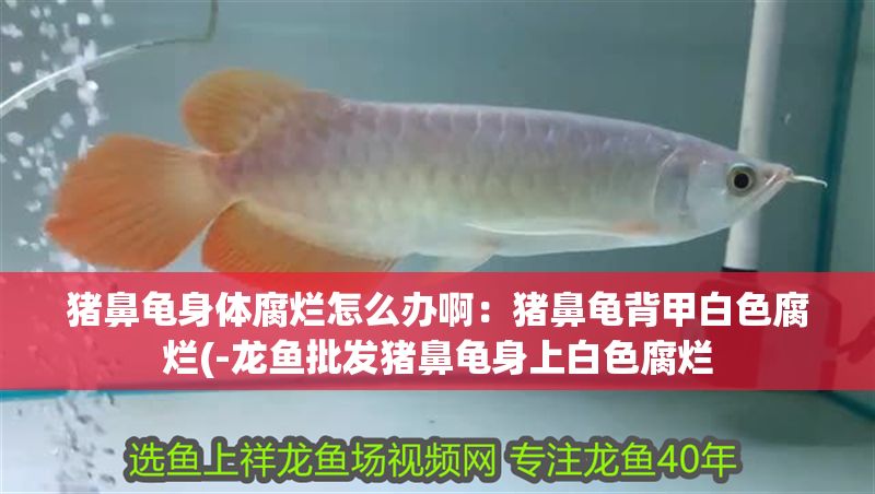 豬鼻龜身體腐爛怎么辦啊：豬鼻龜背甲白色腐爛(-龍魚批發豬鼻龜身上白色腐爛