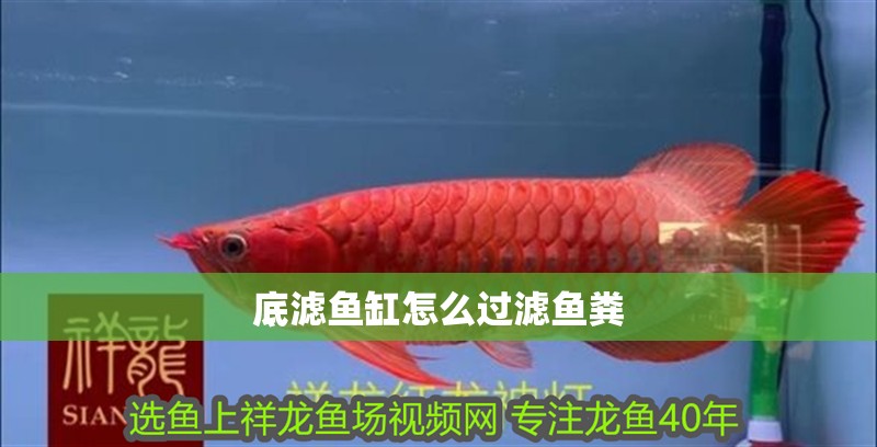 底濾魚(yú)缸怎么過(guò)濾魚(yú)糞