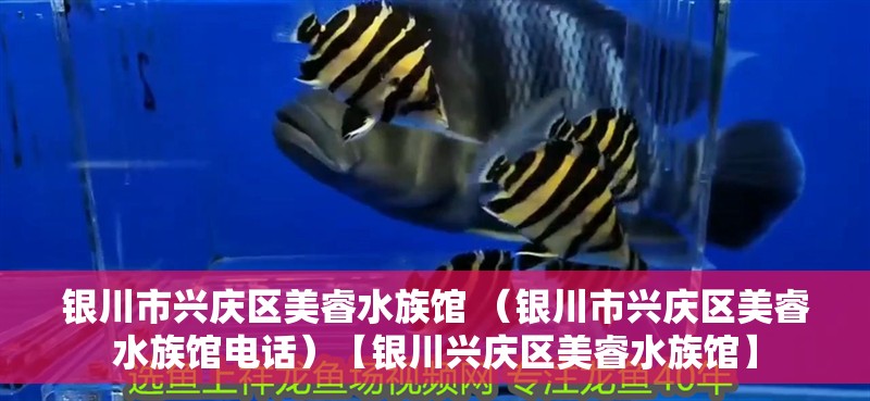 銀川市興慶區美睿水族館 （銀川市興慶區美睿水族館電話）【銀川興慶區美睿水族館】