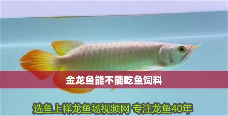 金龍魚能不能吃魚飼料