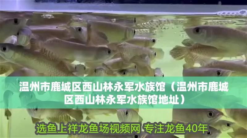 溫州市鹿城區西山林永軍水族館（溫州市鹿城區西山林永軍水族館地址）
