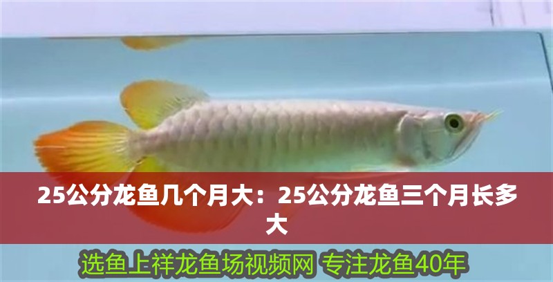 25公分龍魚幾個月大：25公分龍魚三個月長多大