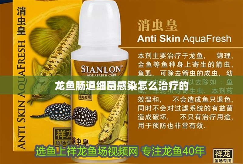 龍魚(yú)腸道細(xì)菌感染怎么治療的