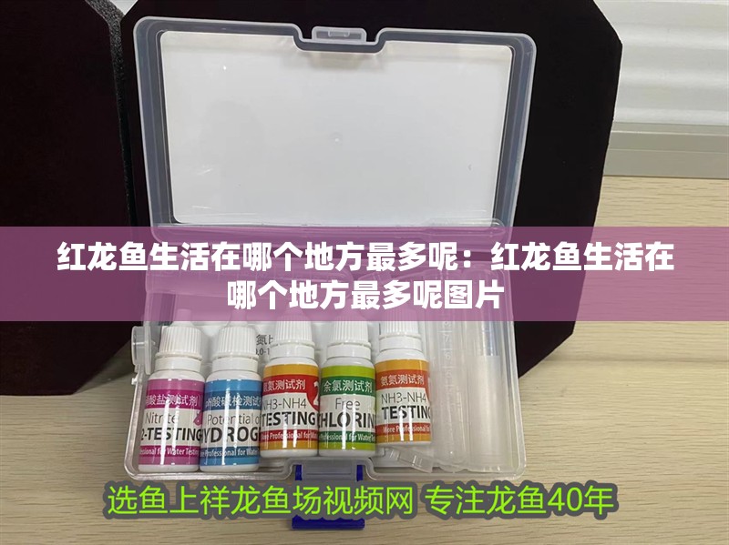 紅龍魚生活在哪個地方最多呢：紅龍魚生活在哪個地方最多呢圖片