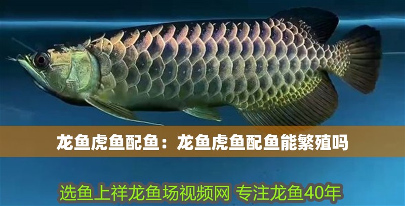 龍魚虎魚配魚：龍魚虎魚配魚能繁殖嗎