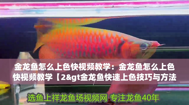 金龍魚怎么上色快視頻教學：金龍魚怎么上色快視頻教學【2&gt金龍魚快速上色技巧與方法】