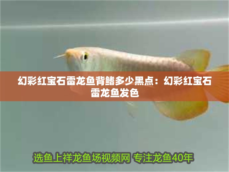 幻彩紅寶石雷龍魚(yú)背鰭多少黑點(diǎn)：幻彩紅寶石雷龍魚(yú)發(fā)色 幻彩紅寶石雷龍魚(yú)背鰭多少黑點(diǎn)：幻彩紅寶石雷龍魚(yú)發(fā)色 水族問(wèn)答