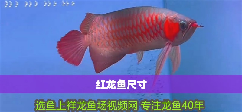紅龍魚尺寸