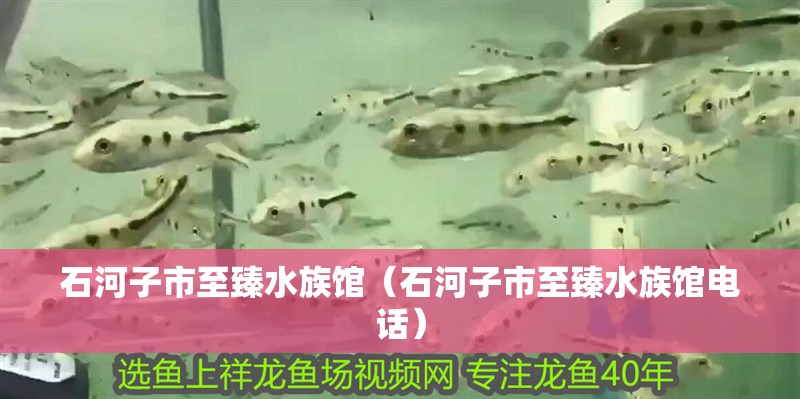 石河子市至臻水族館（石河子市至臻水族館電話）