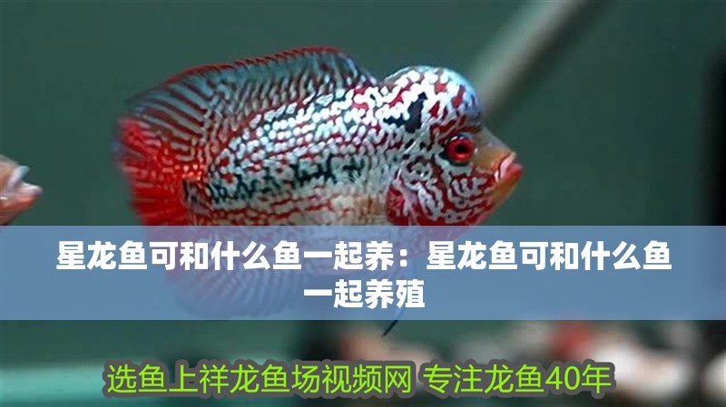 星龍魚可和什么魚一起養：星龍魚可和什么魚一起養殖