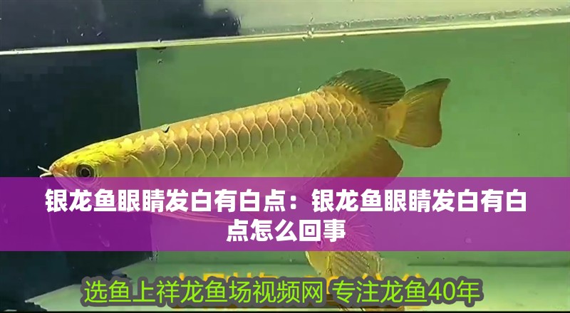 銀龍魚(yú)眼睛發(fā)白有白點(diǎn)：銀龍魚(yú)眼睛發(fā)白有白點(diǎn)怎么回事