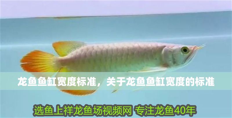 龍魚魚缸寬度標(biāo)準(zhǔn)，關(guān)于龍魚魚缸寬度的標(biāo)準(zhǔn)