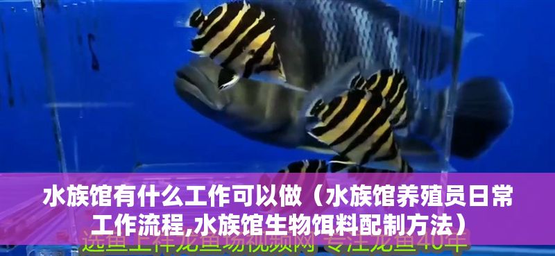 水族館有什么工作可以做（水族館養殖員日常工作流程,水族館生物餌料配制方法）
