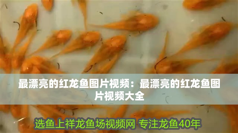 最漂亮的紅龍魚圖片視頻：最漂亮的紅龍魚圖片視頻大全