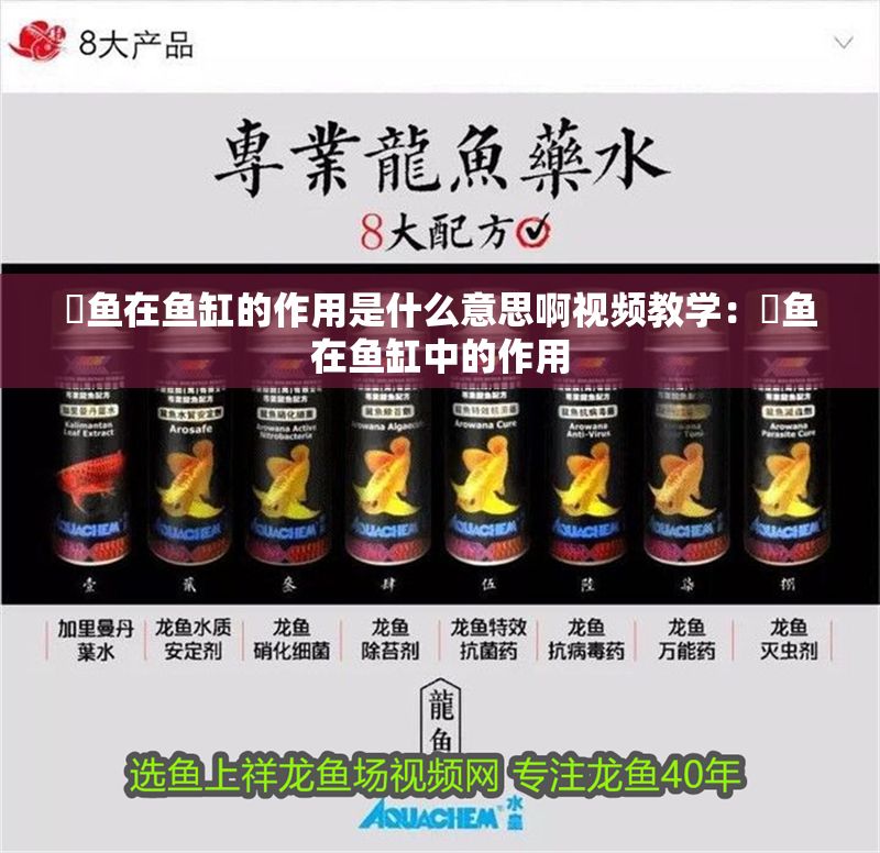 魟魚在魚缸的作用是什么意思啊視頻教學：魟魚在魚缸中的作用
