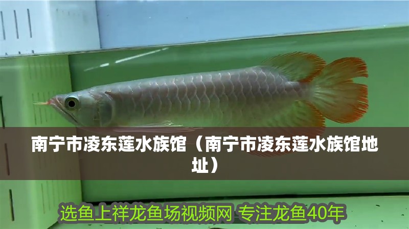 南寧市凌東蓮水族館（南寧市凌東蓮水族館地址）