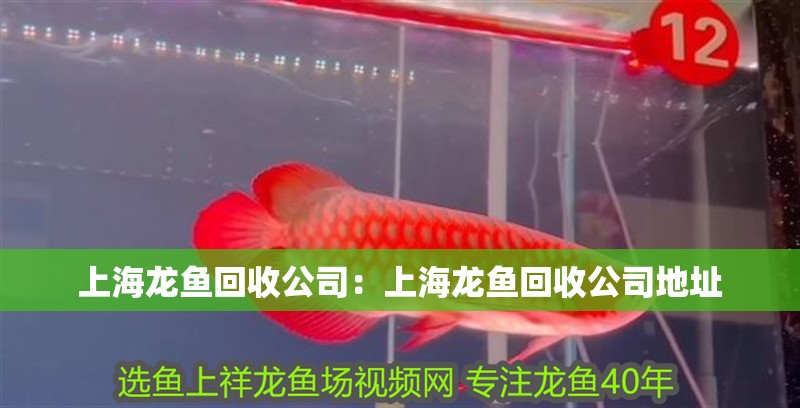 上海龍魚回收公司：上海龍魚回收公司地址