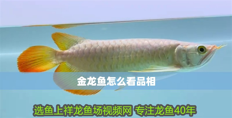 金龍魚怎么看品相