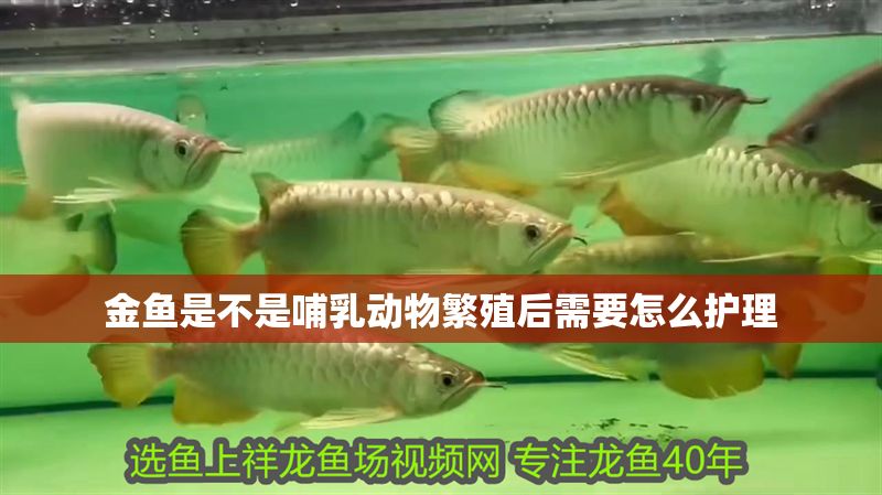 金魚是不是哺乳動物繁殖后需要怎么護理