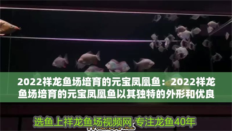 2022祥龍魚場培育的元寶鳳凰魚：2022祥龍魚場培育的元寶鳳凰魚以其獨特的外形和優良的生長性能受到熱烈歡迎