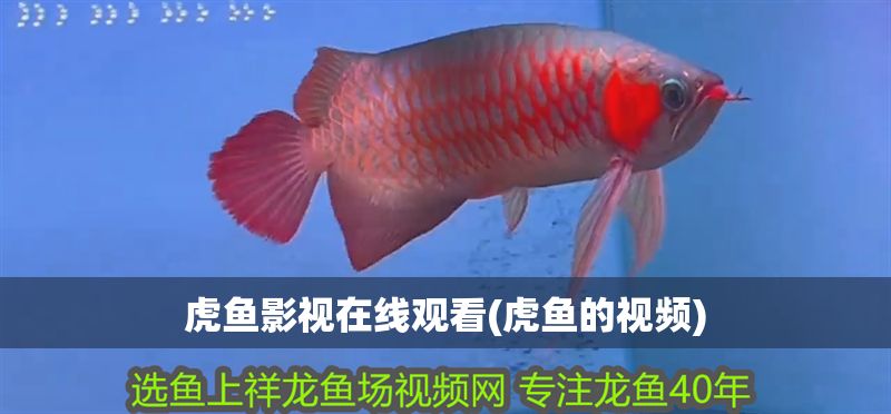 虎魚影視在線觀看(虎魚的視頻)