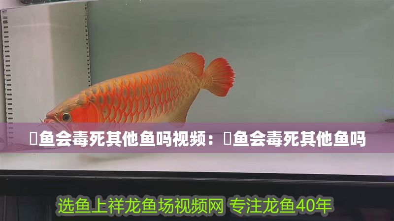 魟魚會毒死其他魚嗎視頻：魟魚會毒死其他魚嗎