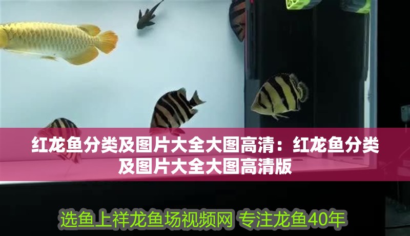紅龍魚分類及圖片大全大圖高清：紅龍魚分類及圖片大全大圖高清版