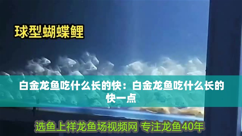 白金龍魚吃什么長的快：白金龍魚吃什么長的快一點