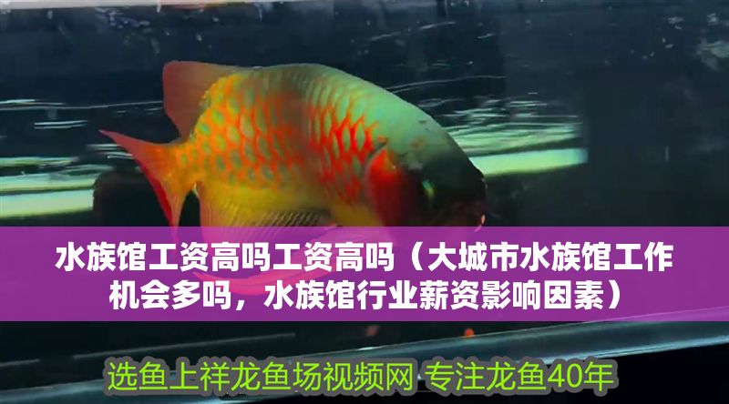 水族館工資高嗎工資高嗎（大城市水族館工作機(jī)會多嗎，水族館行業(yè)薪資影響因素）