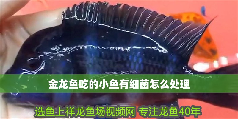 金龍魚吃的小魚有細菌怎么處理