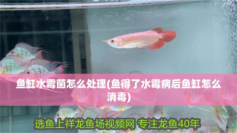 魚缸水霉菌怎么處理(魚得了水霉病后魚缸怎么消毒)