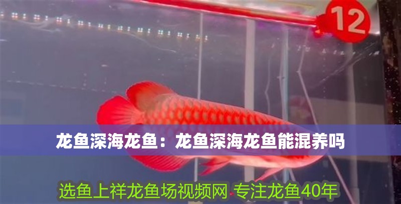 龍魚深海龍魚：龍魚深海龍魚能混養(yǎng)嗎