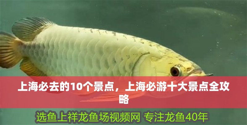 上海必去的10個景點，上海必游十大景點全攻略 上海必去的10個景點，上海必游十大景點全攻略 龍魚論壇