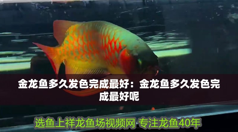 金龍魚多久發色完成最好：金龍魚多久發色完成最好呢