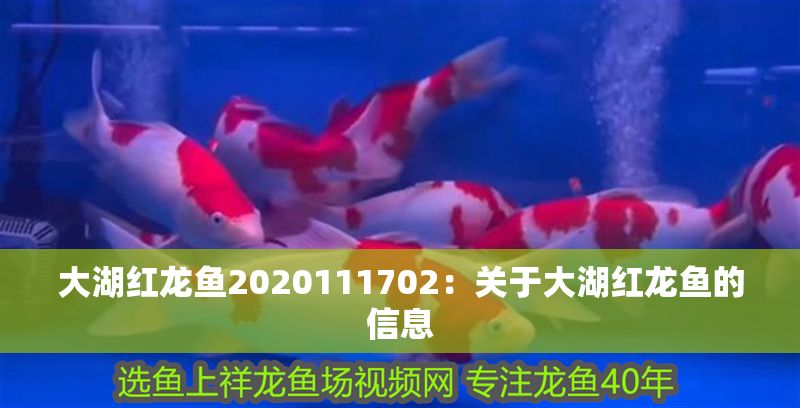 大湖紅龍魚2020111702：關于大湖紅龍魚的信息