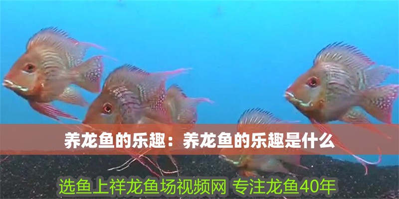 養龍魚的樂趣：養龍魚的樂趣是什么
