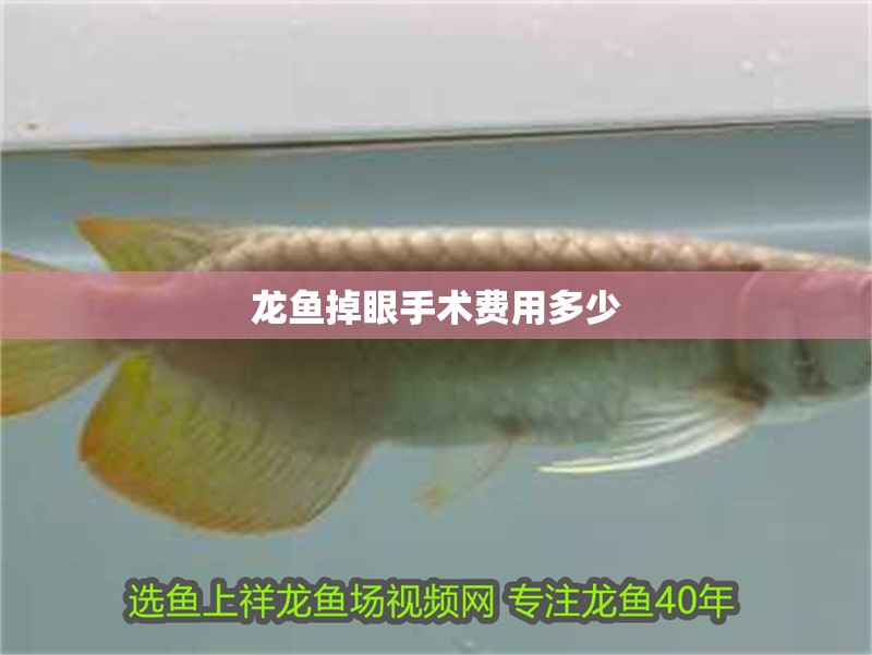 龍魚掉眼手術費用多少 龍魚掉眼手術費用多少 龍魚百科 第2張