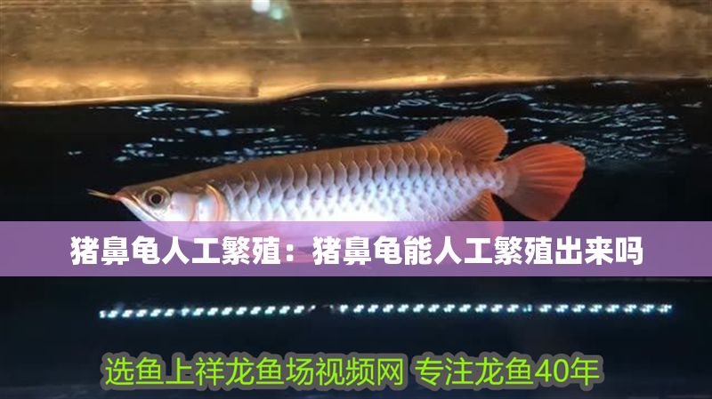 豬鼻龜人工繁殖：豬鼻龜能人工繁殖出來嗎