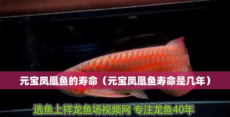 元寶鳳凰魚的壽命（元寶鳳凰魚壽命是幾年）