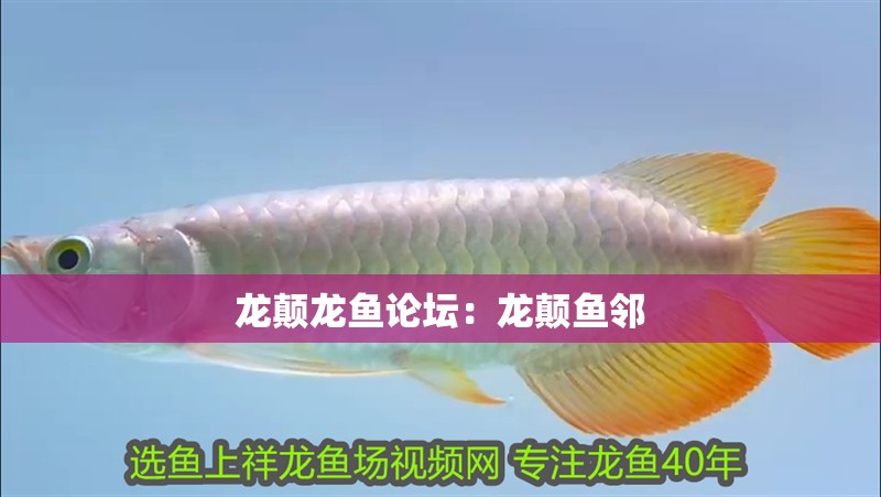 龍顛龍魚論壇：龍顛魚鄰